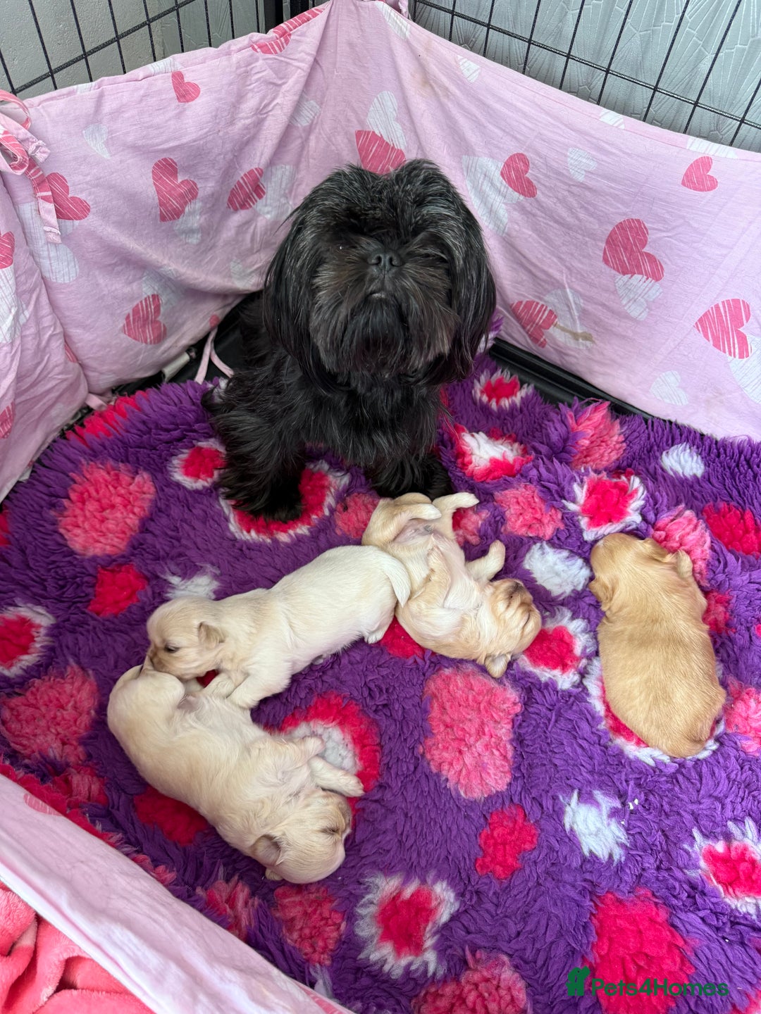 Shih Tzu dogs for sale: Stunning full Imperial Shih Tzu’s - Image 12