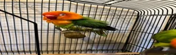 Lovebirds birds for sale: 2 lovebird pairs and cage for sale. in Brierley Hill - Advert 24