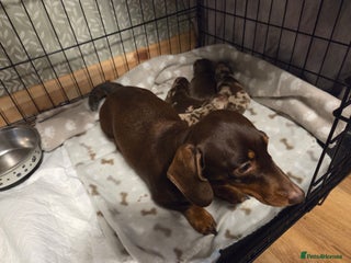 Miniature Dachshund dogs Precious Miniature Dachshund Puppies - Advert 2