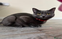 British Shorthair cats for sale: Mr Oxi and Mrs Kiki  - Image 9