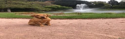 Labrador Retriever dogs for sale: KC fox red puppies - Advert 15