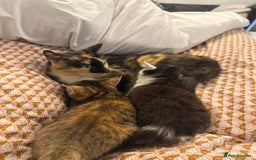 Mixed Breed cats for sale: Bengal X Tortoiseshell  - Image 7