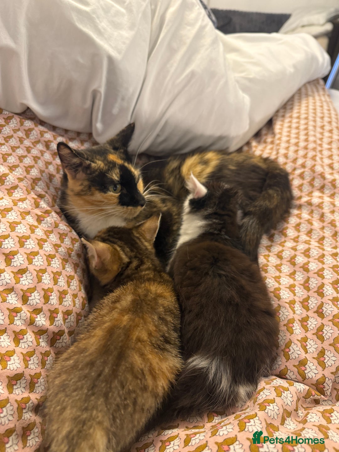 Mixed Breed cats for sale: Bengal X Tortoiseshell  - Image 7