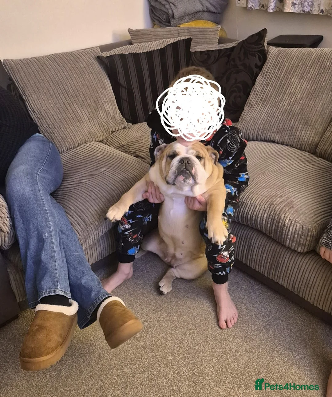 English Bulldog dogs for sale: Meet River our gorgeous 5 year old British Bulldog - Advert 1