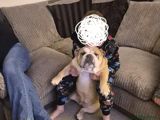 English Bulldog dogs Meet River our gorgeous 5 year old British Bulldog - Advert 1