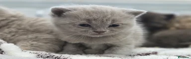 British Shorthair Lilac Female