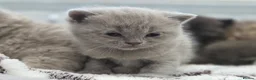 British Shorthair cats for sale: Gorgeous British Shorthair kittens Cute & Adorable - Advert 11