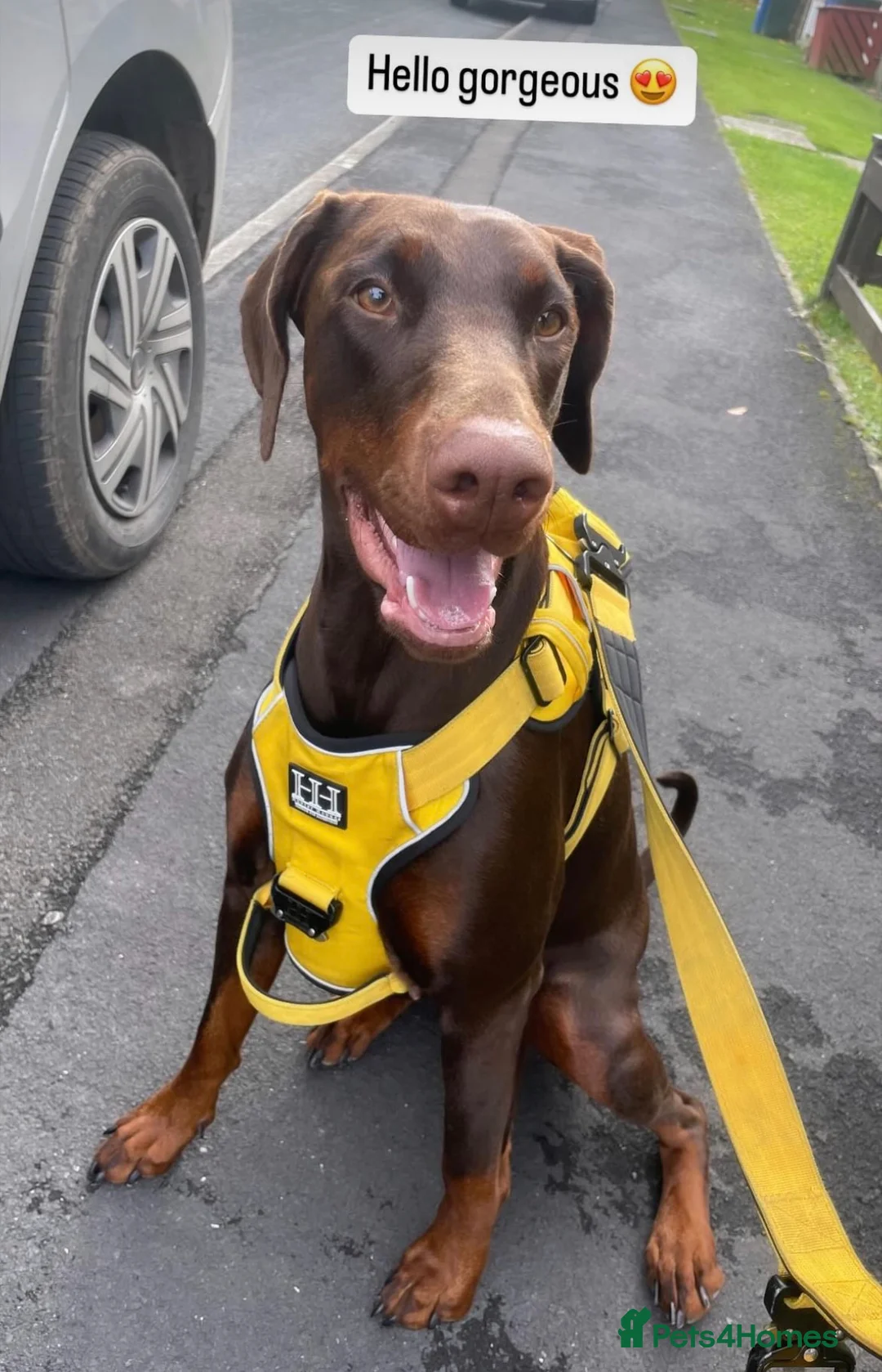 Dobermann dogs for sale: dobermann pinscher - Advert 25