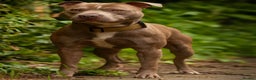 Staffordshire Bull Terrier dogs for stud: Amazing Staffordshire Bull Terrier for Stud   - Advert 3