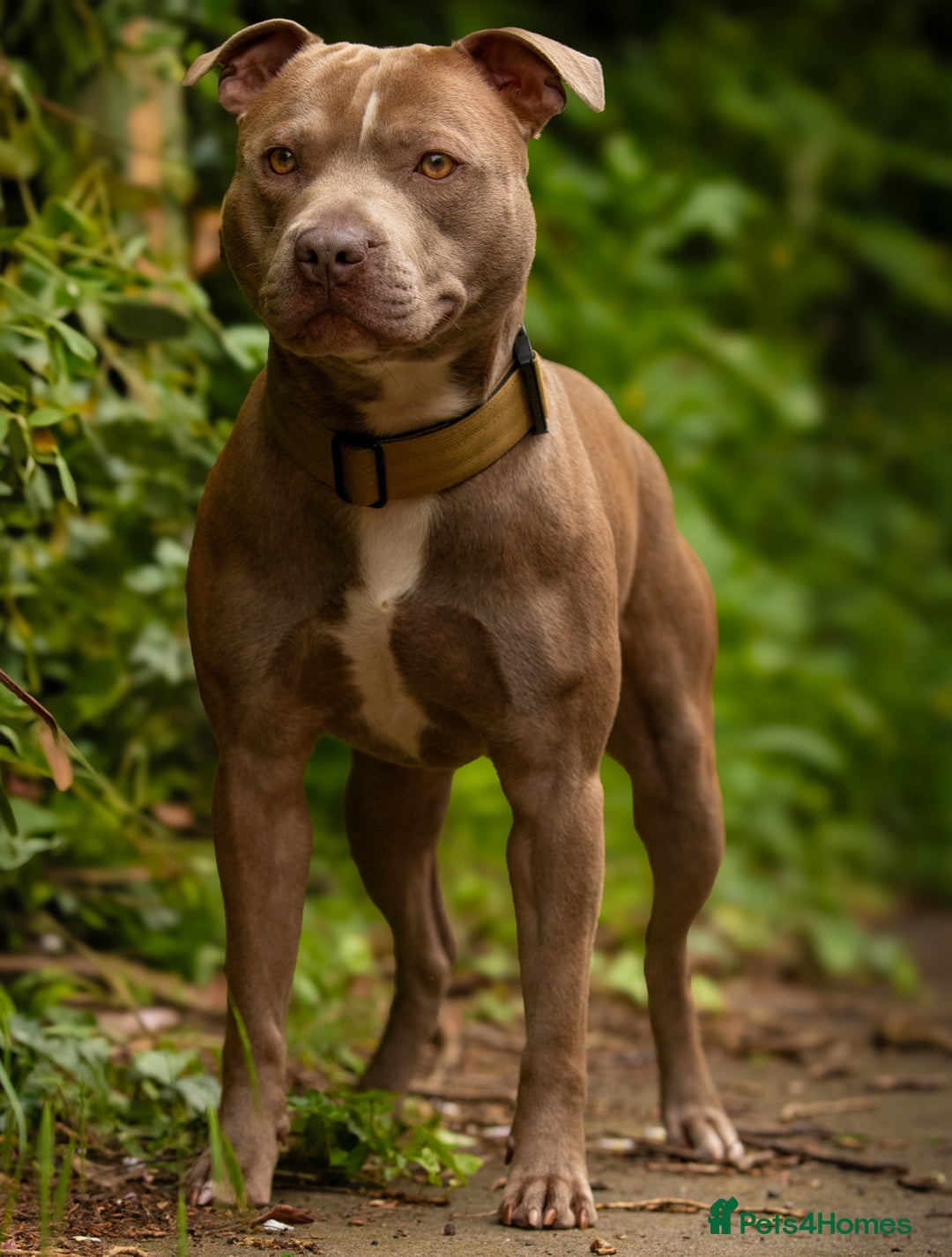 Staffordshire Bull Terrier dogs for stud: Amazing Staffordshire Bull Terrier for Stud   - Advert 3