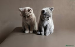 British Shorthair cats for sale: Cute British Shorthair Kittens - Image 1