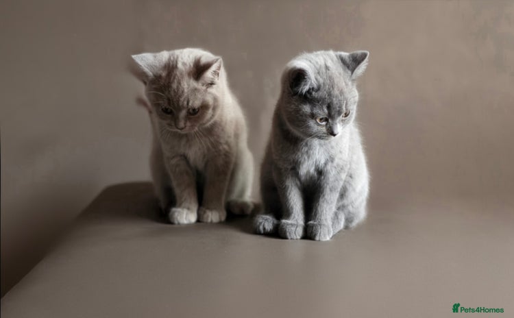 British Shorthair cats - Advert 1