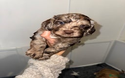 Cockapoo dogs for sale: F1 Cockapoo puppies  - Image 8