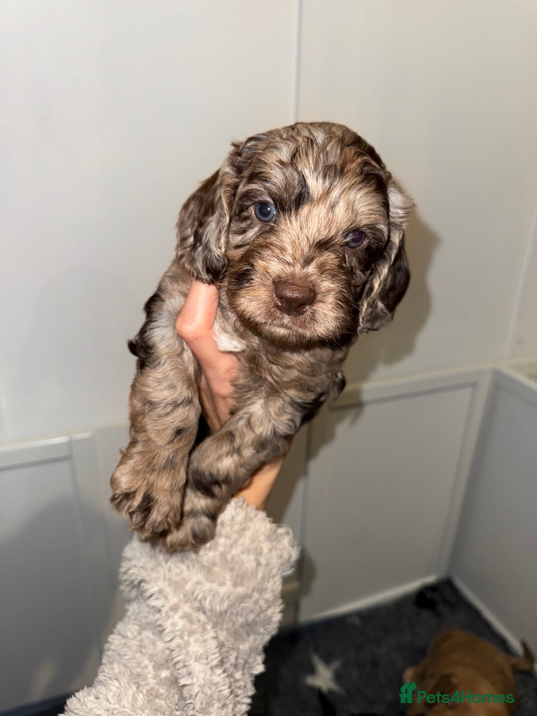 Cockapoo dogs for sale: F1 Cockapoo puppies  - Image 8