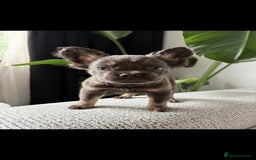 French Bulldog dogs for sale: 🚨 REDUCED to £1000 if taken this weekend🚨 - Image 3