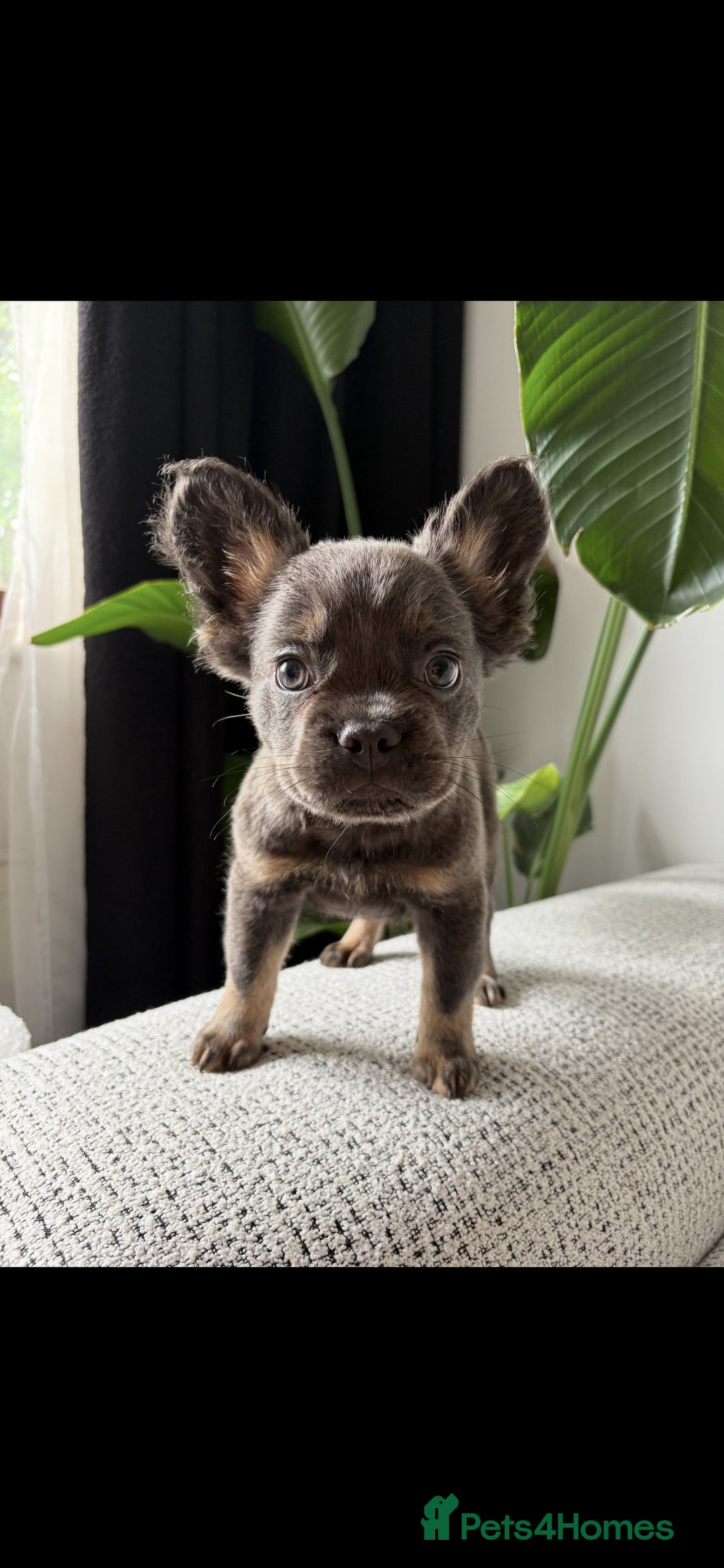 French Bulldog dogs for sale: 🚨 REDUCED to £1000 if taken this weekend🚨 - Image 3