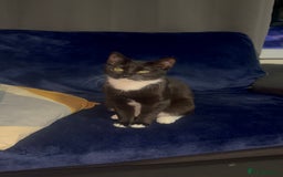 Domestic Shorthair cats for sale: Pretty little tuxedo and cutest little tabby - Image 12