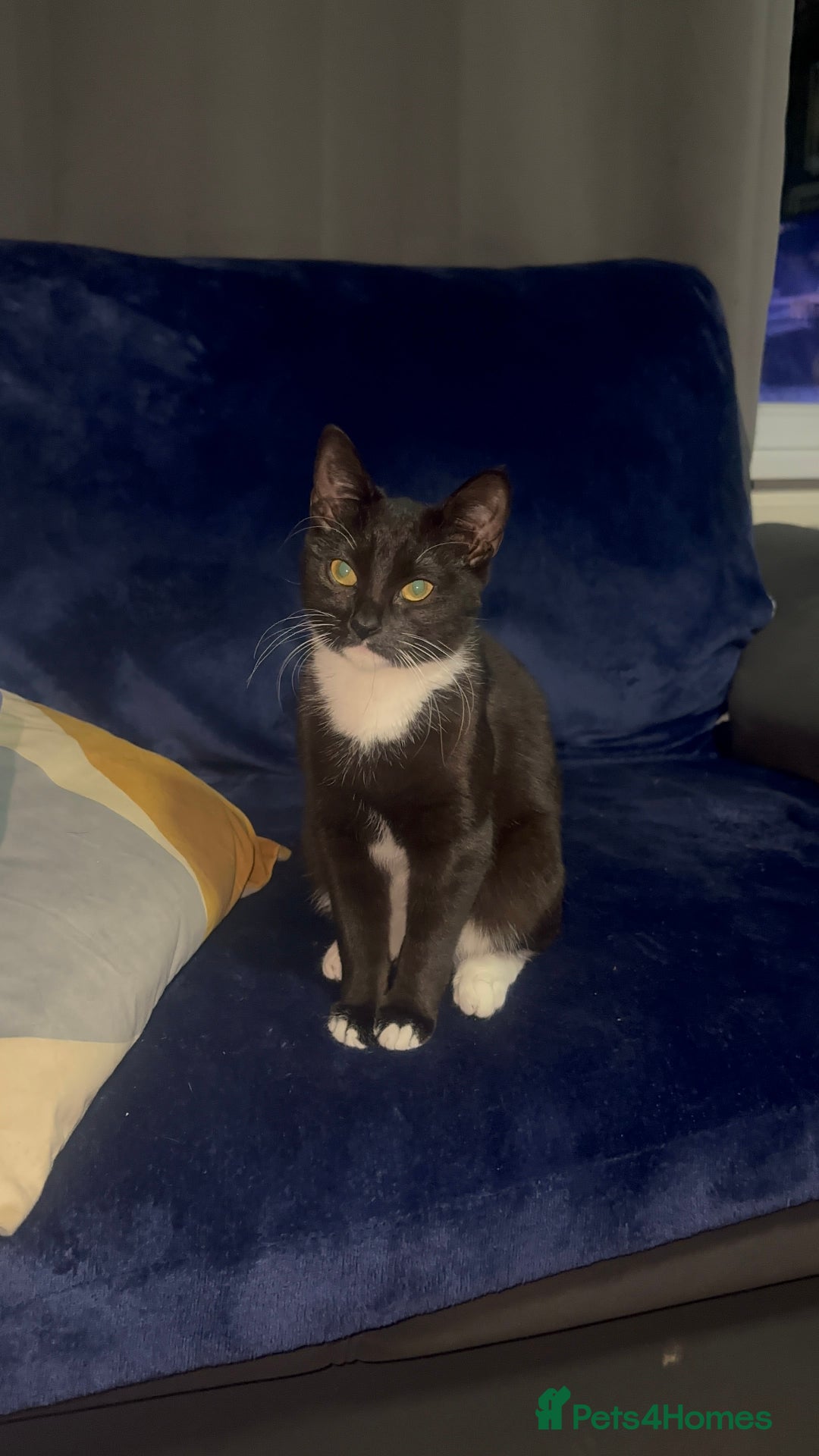 Domestic Shorthair cats for sale: Pretty little tuxedo and cutest little tabby - Image 12