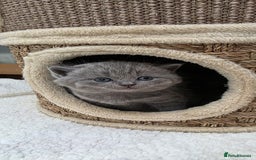 British Shorthair cats for sale: British Shorthair Blue Kittens - Image 20