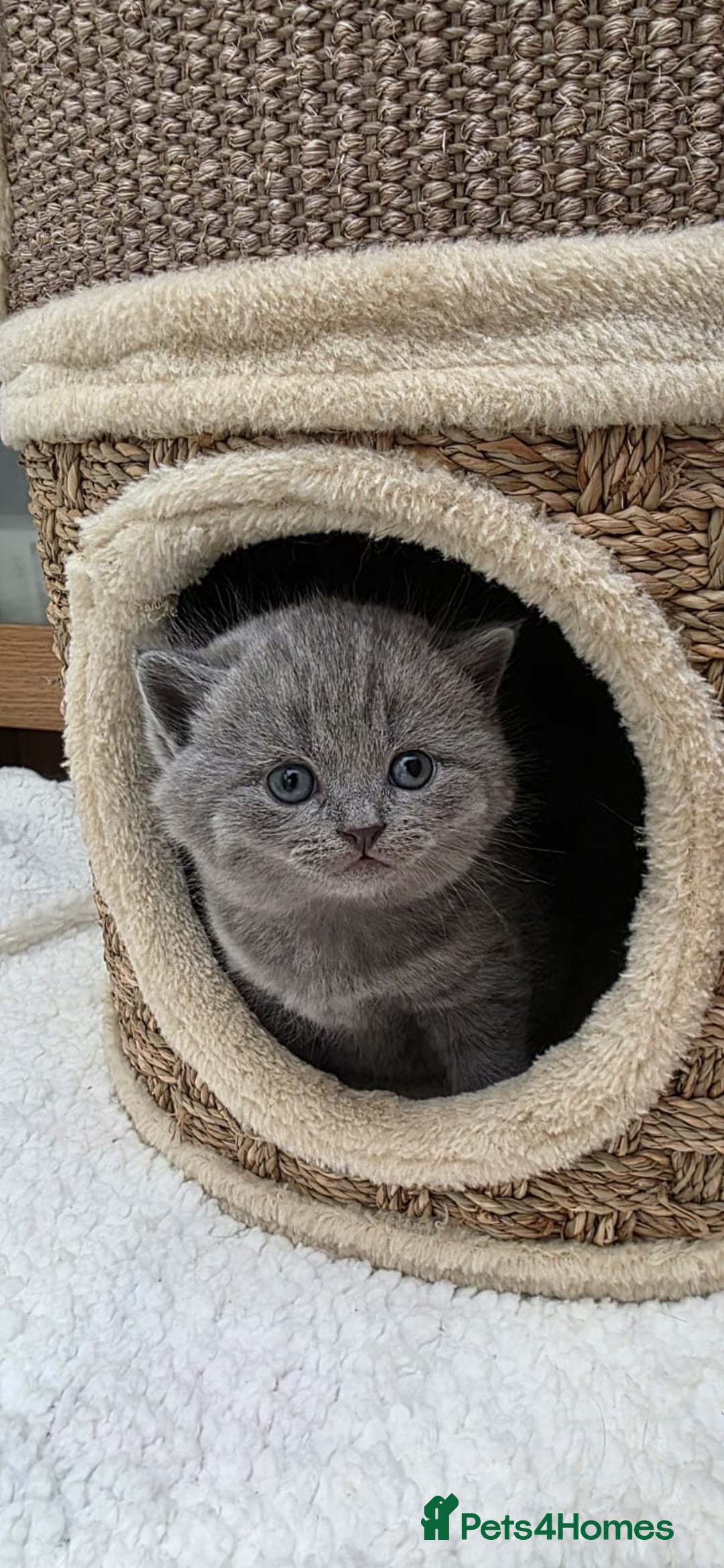 British Shorthair cats for sale: British Shorthair Blue Kittens - Image 20