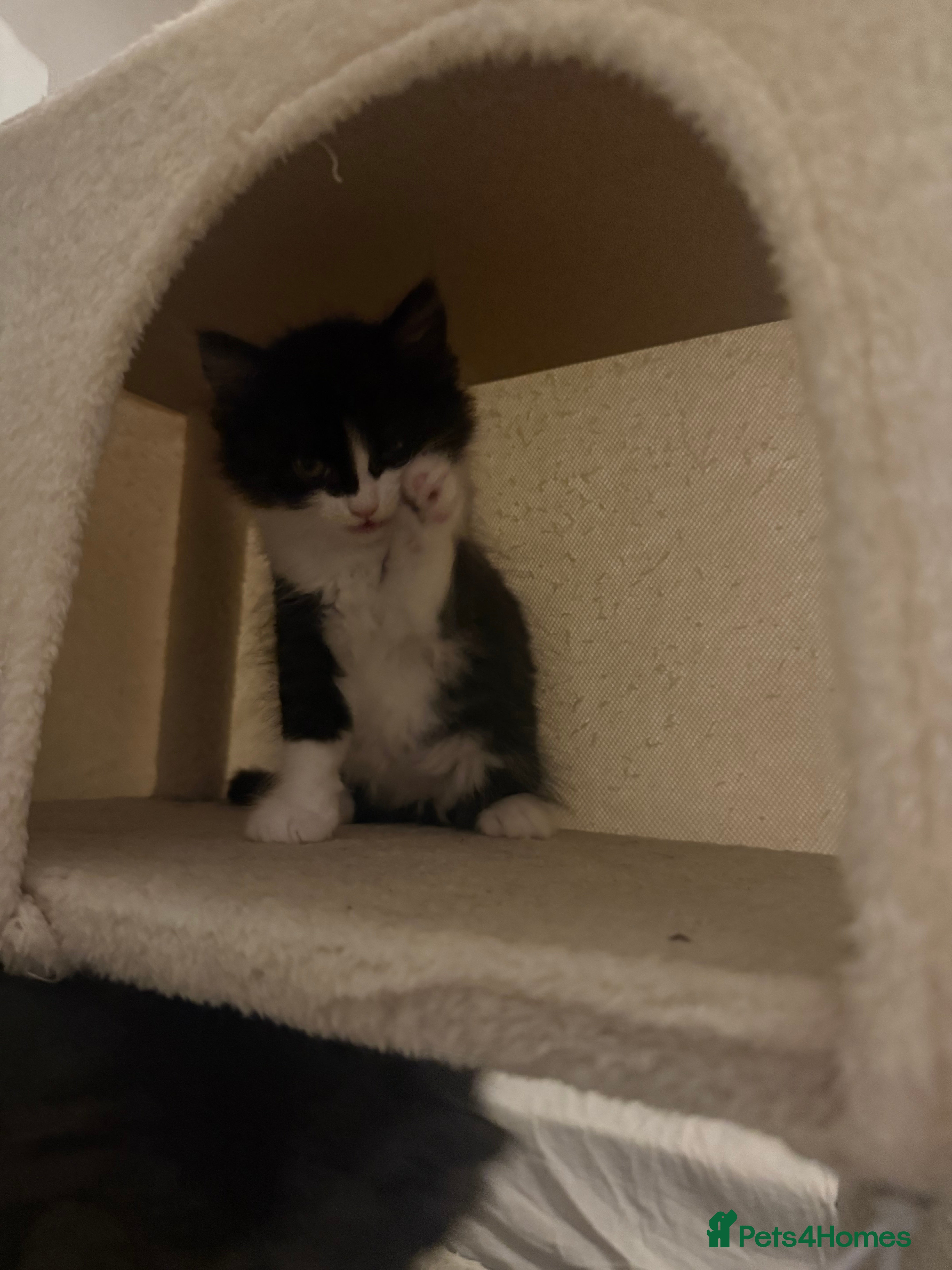 British Shorthair cats British shorthair mixed kittens looking for homes - Advert 2