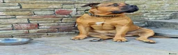 Boerboel dogs for stud: Boerboel  ** tiff for stud in Accrington - Advert 8