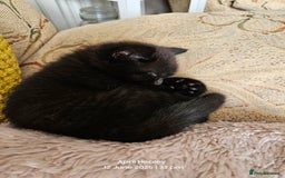 Domestic Shorthair cats for sale: Male kitten  - Image 4