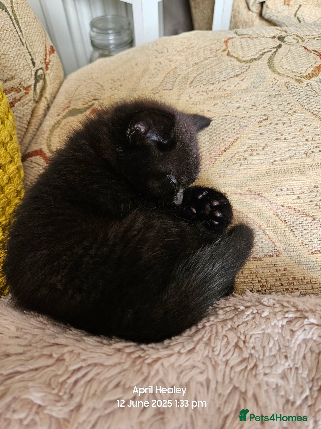 Domestic Shorthair cats for sale: Male kitten  - Image 4
