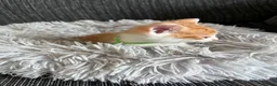 Mixed Breed cats for sale: 2 lovely kittens left  in King's Lynn - Advert 7