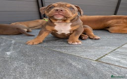 Olde English Bulldogge dogs for sale: READY TO GO, 5 left! - OEB Puppies NEBBR ✅ 3rd Gen - Image 29