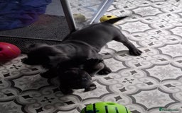 Cane Corso dogs for sale: Chunky cane corso puppies - Image 4