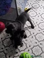 Cane Corso Puppy 8