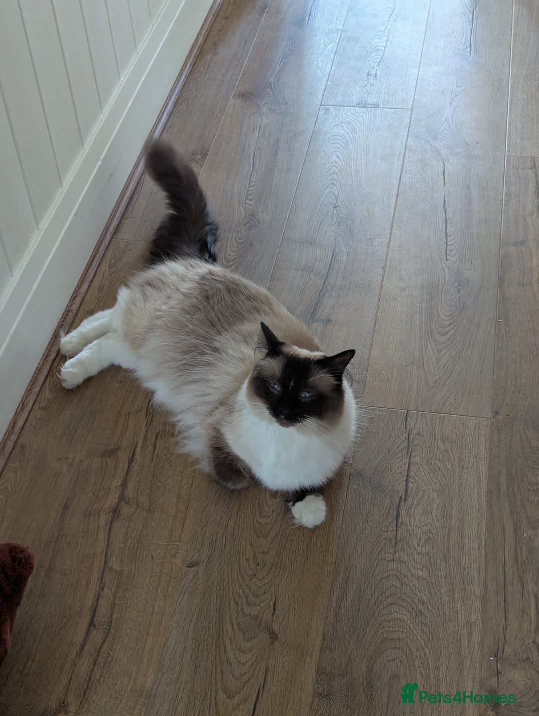 Ragdoll cats for sale: beautiful ragdoll boy for sale - Image 2