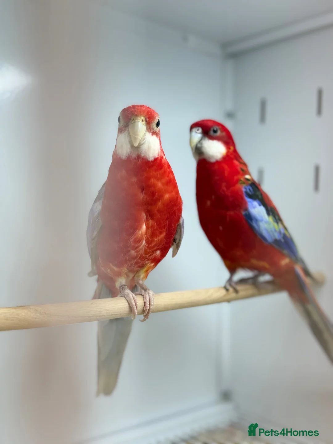 Parakeets birds for sale: Rosella  - Advert 8