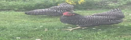 Chickens poultry for sale: 3 Plymouth Rock hens in Norwich - Advert 6