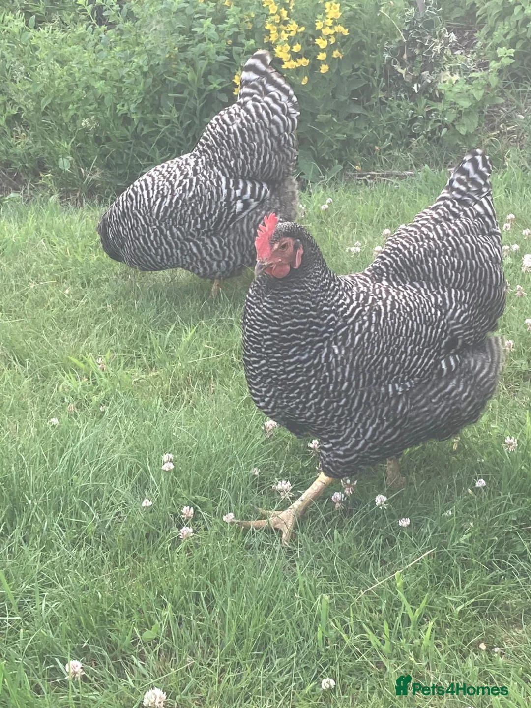 Chickens poultry for sale: 3 Plymouth Rock hens in Norwich - Advert 6