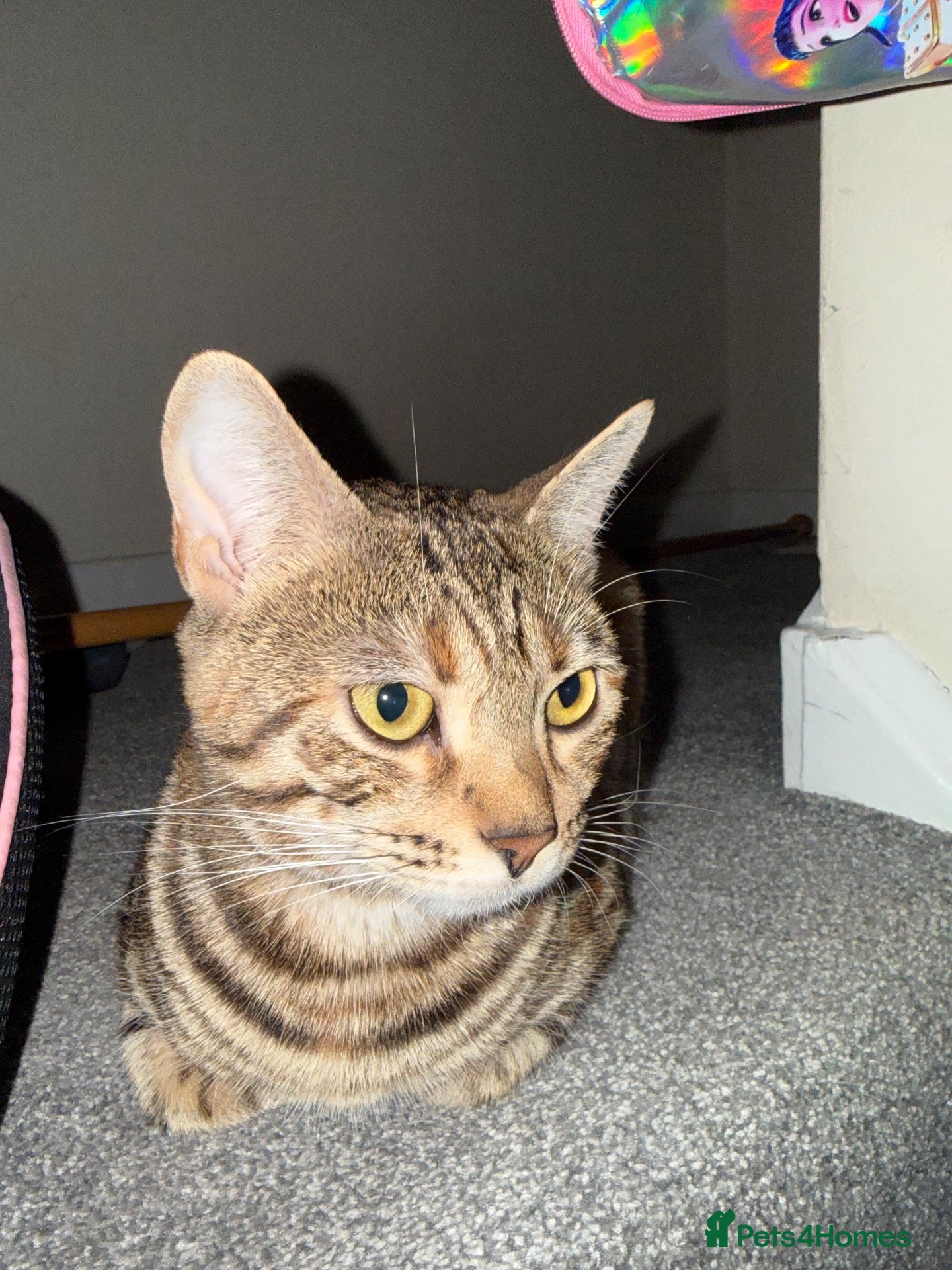 Mixed Breed cats for sale: Beautiful half bengal kittens  - Advert 3