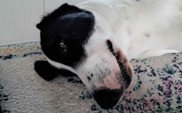 Pointer dogs for adoption: Charlie is looking for his forever home  - Image 15