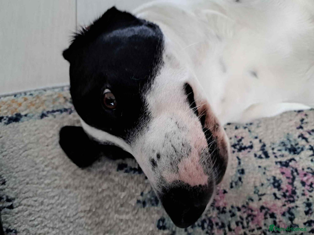 Pointer dogs for adoption: Charlie is looking for his forever home  - Image 15