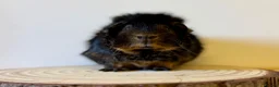 Guinea Pig rodents for sale: Selection of guinea pigs looking for new homes  - Advert 7
