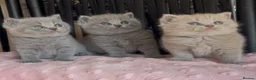 British Shorthair cats for sale: Beautiful Pedigree BSH kittens for sale  - Advert 18