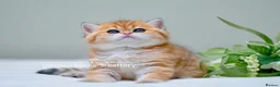 British Shorthair cats for sale: Exceptional Kittens from Outstanding Bloodlines  - Advert 3