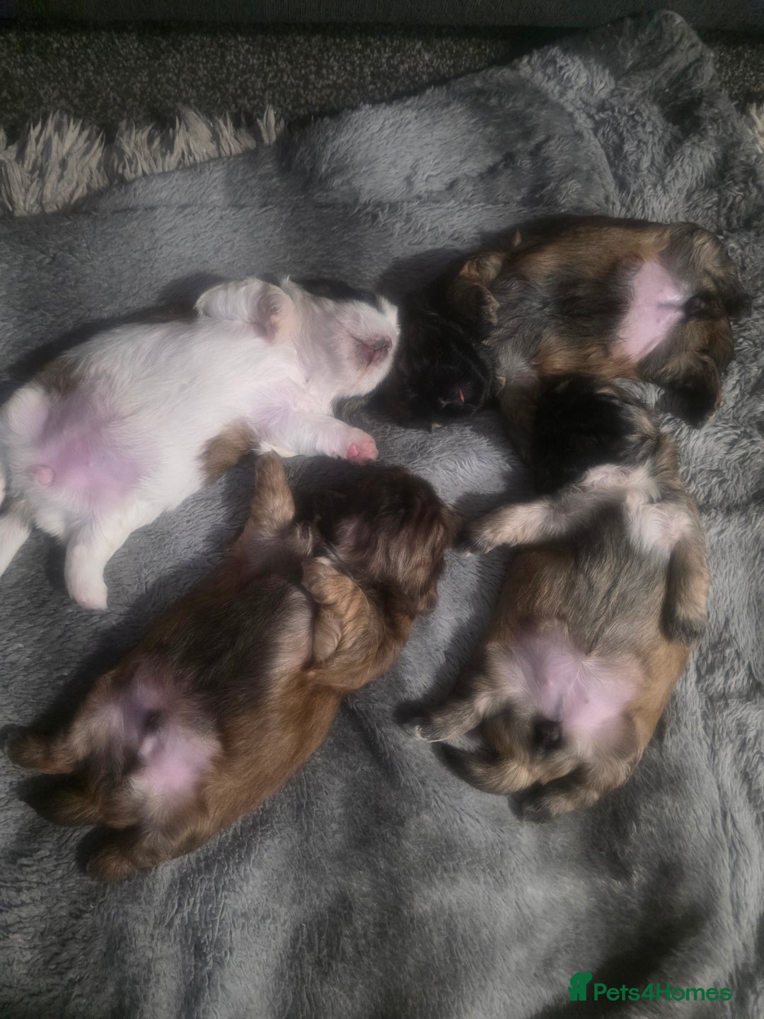 Shih Tzu dogs for sale: Teddy Bear Shiuz - Advert 11