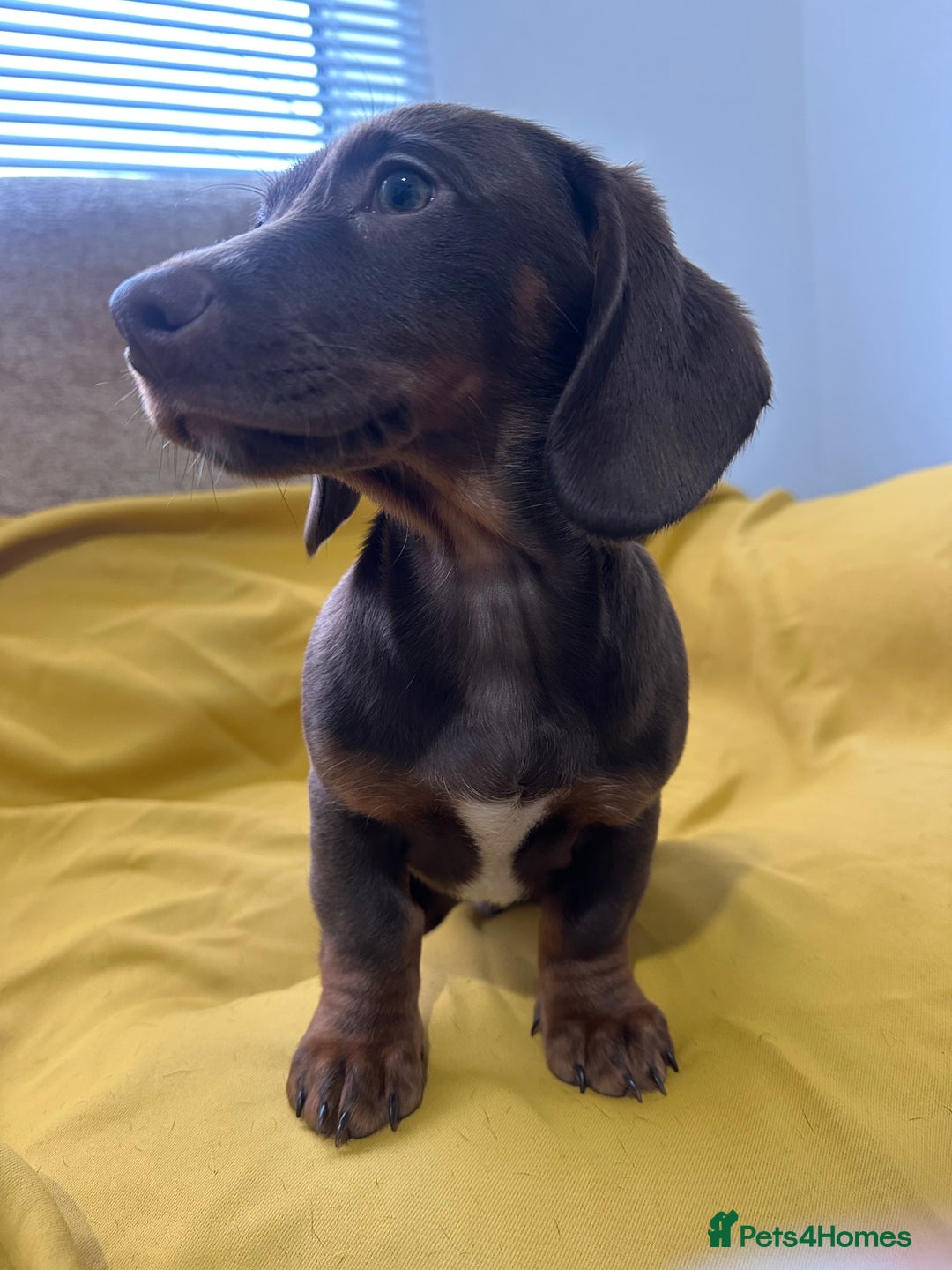 Dachshund dogs for sale: 3 Male Dachshund puppies - Advert 9
