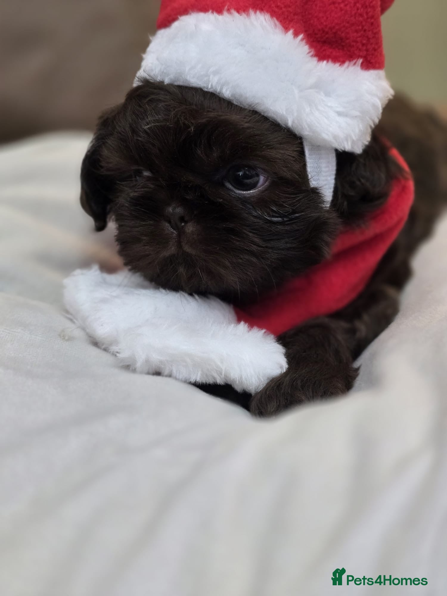 Shih Tzu dogs 3 chocolate imperial shih tzu pups - Advert 3