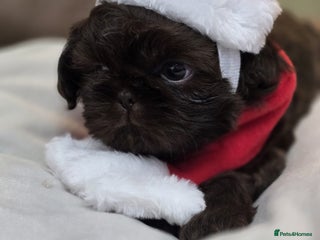 Shih Tzu dogs 3 chocolate imperial shih tzu pups - Advert 3