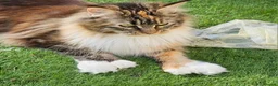 Maine Coon cats for sale: Little Maine Coon Girls Looking for Forever Homes - Advert 2