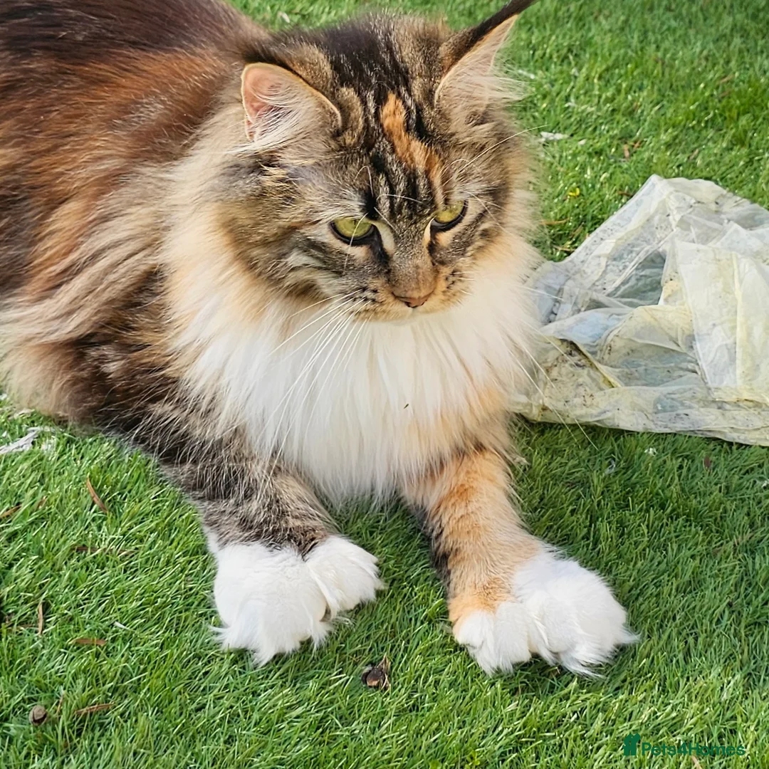 Maine Coon cats for sale: Little Maine Coon Girls Looking for Forever Homes - Advert 2