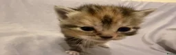 Mixed Breed cats for sale: Persian and Exotic Persian cross kittens - Advert 6