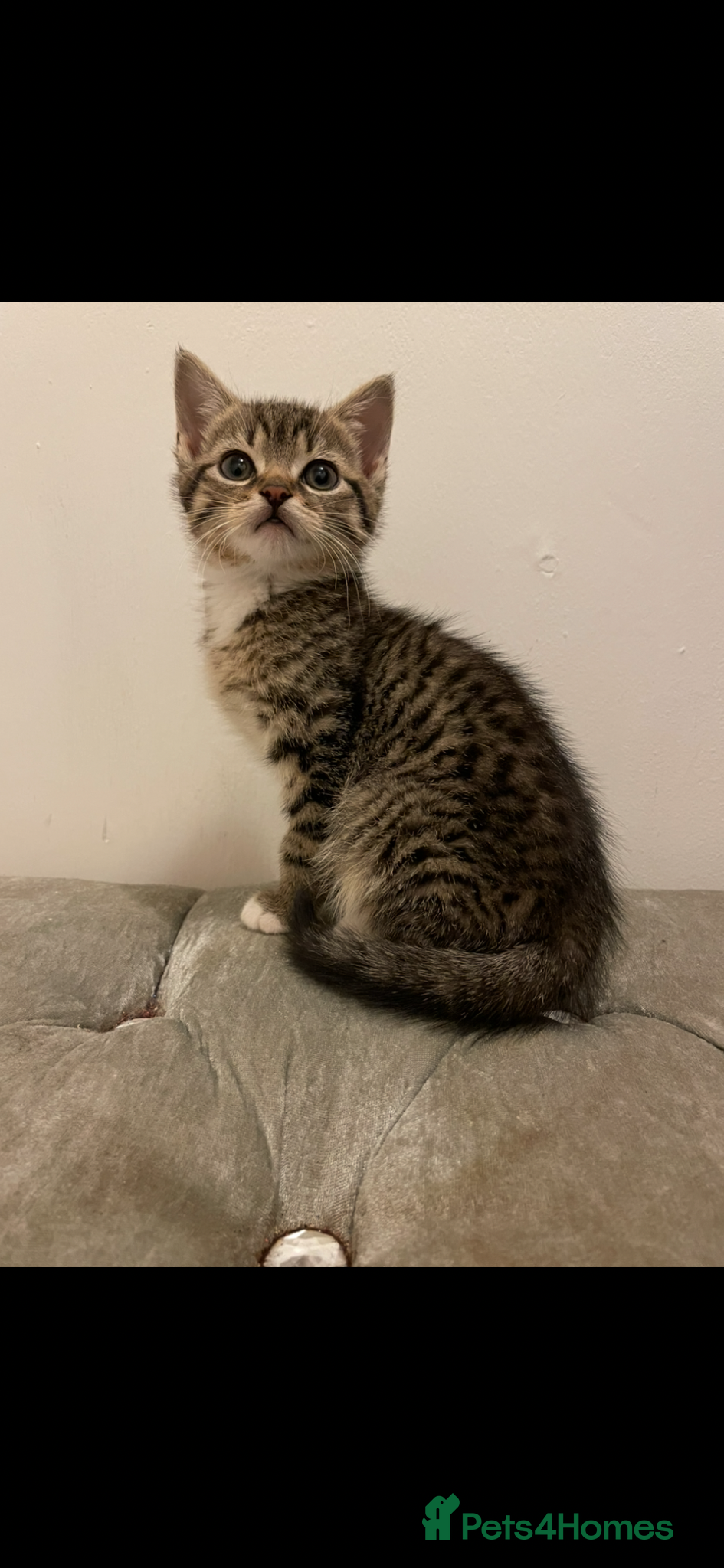 Mixed Breed cats Kittens ready for forever homes now  - Advert 3